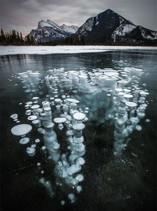 hiện tượng lạ, kỳ dị, sứa băng, Canada