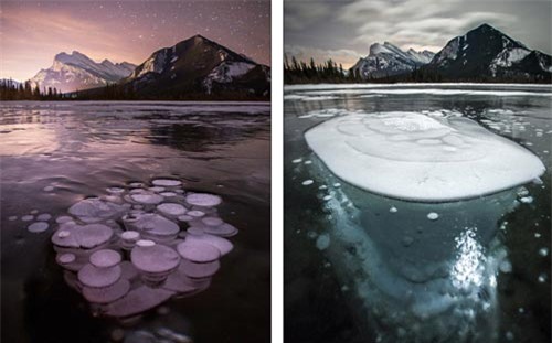 hiện tượng lạ, kỳ dị, sứa băng, Canada
