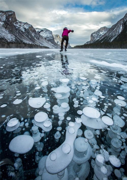 hiện tượng lạ, kỳ dị, sứa băng, Canada