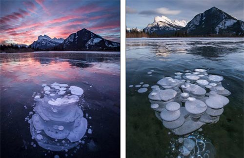 hiện tượng lạ, kỳ dị, sứa băng, Canada