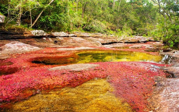 song ngu sac, cau vong nuoc, doc nhat vo nhi, song dep nhat, Colombia, sông ngũ sắc, cầu vồng nước, độc nhất vô nhị, sông đẹp nhất