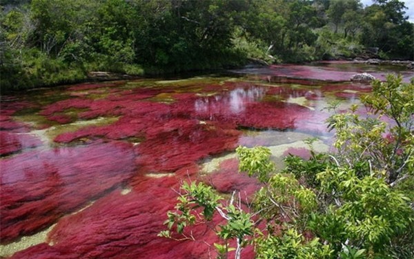 song ngu sac, cau vong nuoc, doc nhat vo nhi, song dep nhat, Colombia, sông ngũ sắc, cầu vồng nước, độc nhất vô nhị, sông đẹp nhất