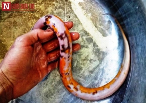 Giải mã 'bí mật' về loại lươn lạ 3 màu xuất hiện ở Thừa Thiên Huế - Ảnh 1