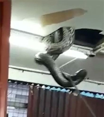 Trăn khổng lồ xuất hiện trên trần nhà hàng khiến thực khách hoảng loạn ảnh 2