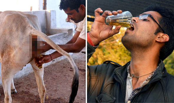 Ấn Độ: Người đàn ông uống và tắm bằng nước tiểu bò để có thể chống chọi bệnh tật - Ảnh 2.