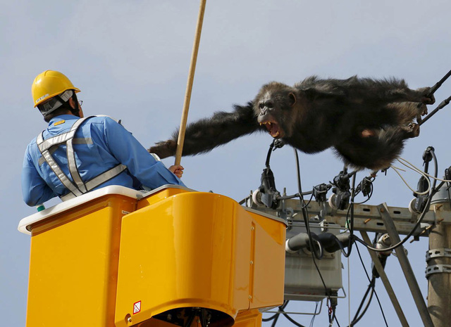 
Con tinh tinh đực gào thét sau khi xổng thoát khỏi một vườn thú gần phía bắc Nhật Bản. Một người đàn ông cố gắng vây bắt khi nó đang đu trên đường dây điện trong khu vực dân cư.
