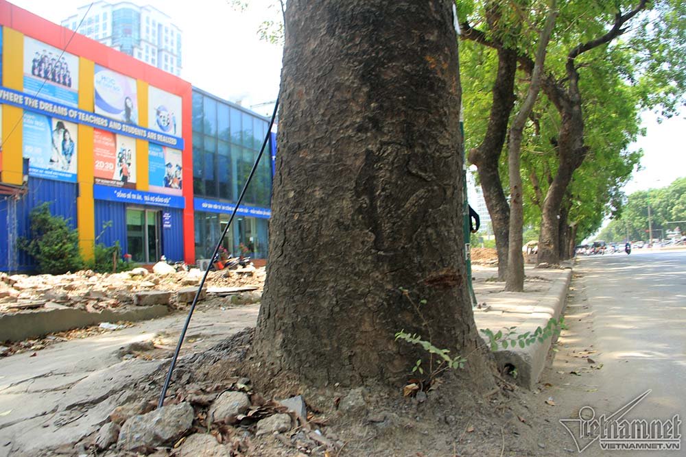 chặt hạ cây xanh, cây xanh Hà Nội, đường Phạm Văn Đồng, cây xanh Hà Nội