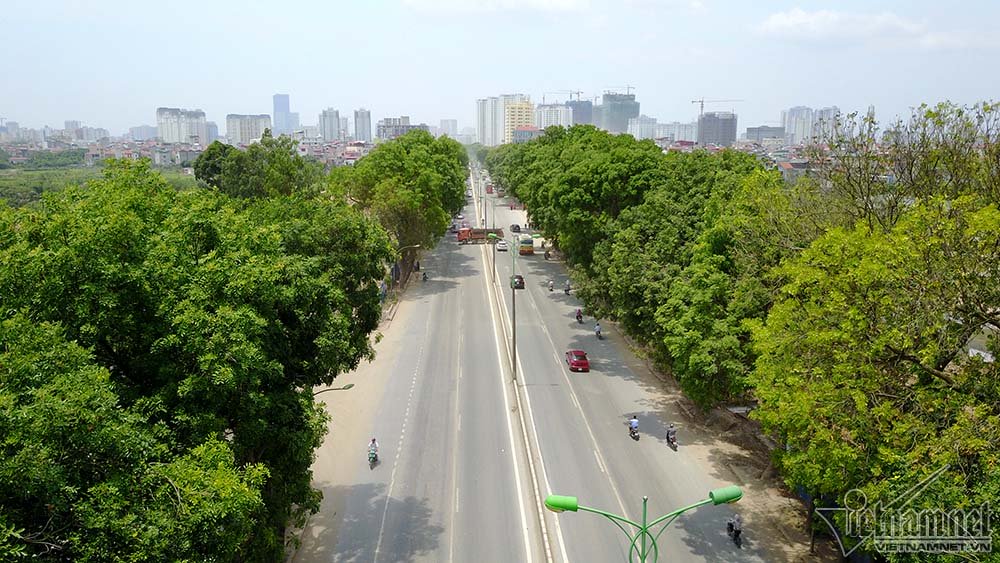 chặt hạ cây xanh, cây xanh Hà Nội, đường Phạm Văn Đồng, cây xanh Hà Nội
