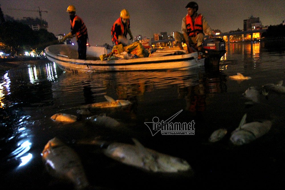 Hà Nội, cá chết, hồ Hoàng Cầu