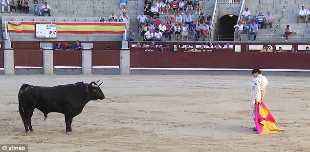 Người đấu bò Juan Miguel đến từ Madrid (Tây Ban Nha) ngay trước thời điểm bị bò tót tấn công.