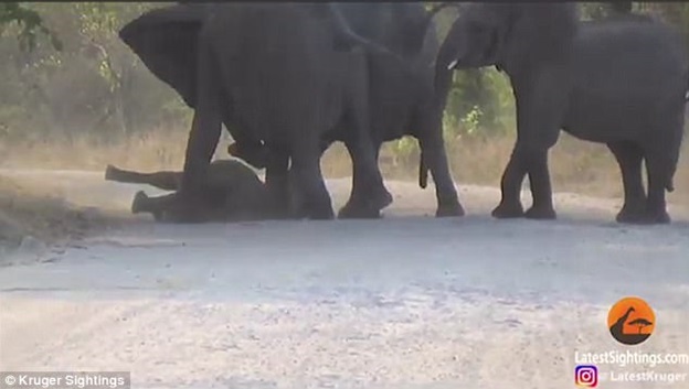 
Một con voi trưởng thành giúp chú voi con đứng dậy.
