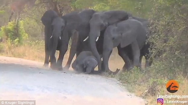 
Một nhóm các con voi trưởng thành cố gắng cứu chú voi con bằng cách kéo nó đứng dậy.
