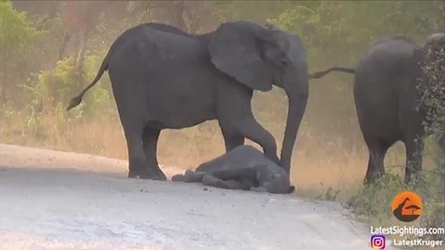 
Dường như đang khóc trong tuyệt vọng, cha mẹ của chú voi bị buộc phải rời bỏ đứa con bé bỏng của mình.
