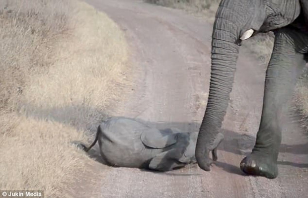 Chú voi con bày trò nằm giãy giụa giữa đường để ăn vạ bố mẹ - Ảnh 3.
