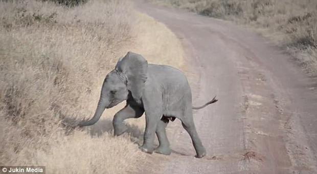 Chú voi con bày trò nằm giãy giụa giữa đường để ăn vạ bố mẹ - Ảnh 4.