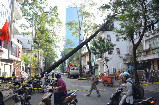 Tuyến đường Nguyễn Thái Bình được phong toả để lực lượng chức năng xử lý sự cố cây ngã