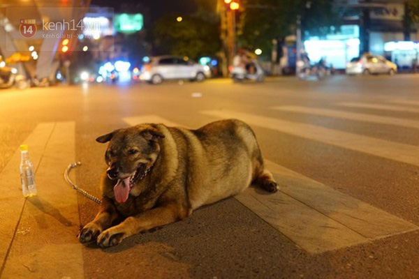 Chú chó gây sốt mạng xã hội Việt vì thân hình siêu béo  - Ảnh 5.
