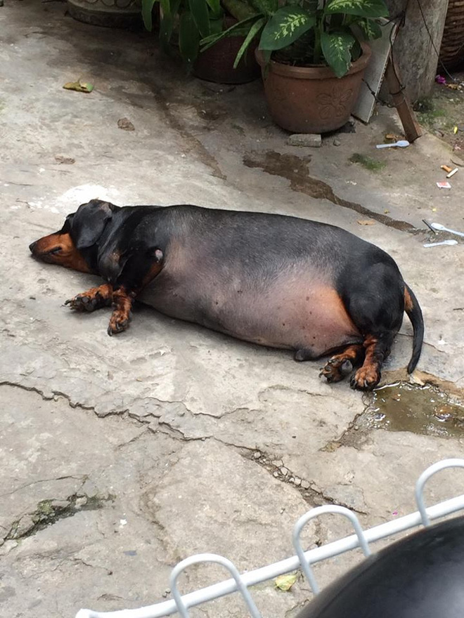 Chú chó gây sốt mạng xã hội Việt vì thân hình siêu béo  - Ảnh 1.