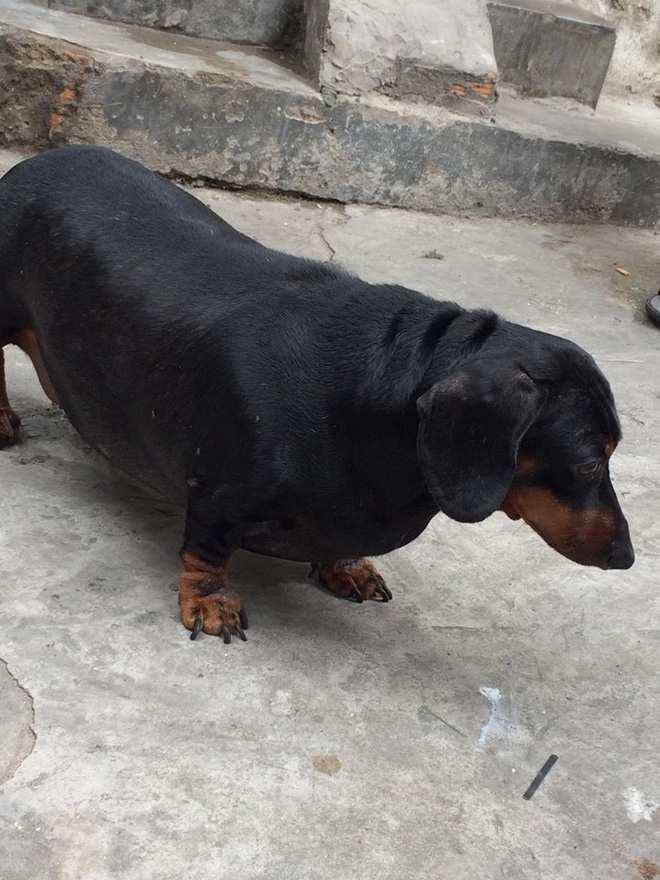 Chú chó gây sốt mạng xã hội Việt vì thân hình siêu béo  - Ảnh 2.