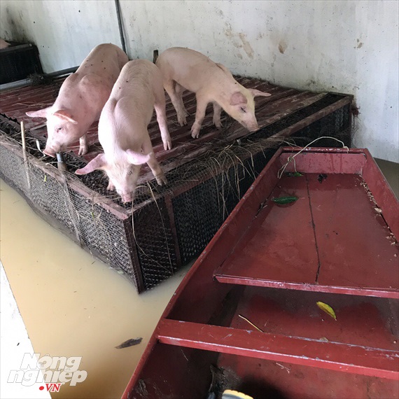 giải cứu thịt lợn, chăn nuôi lợn
