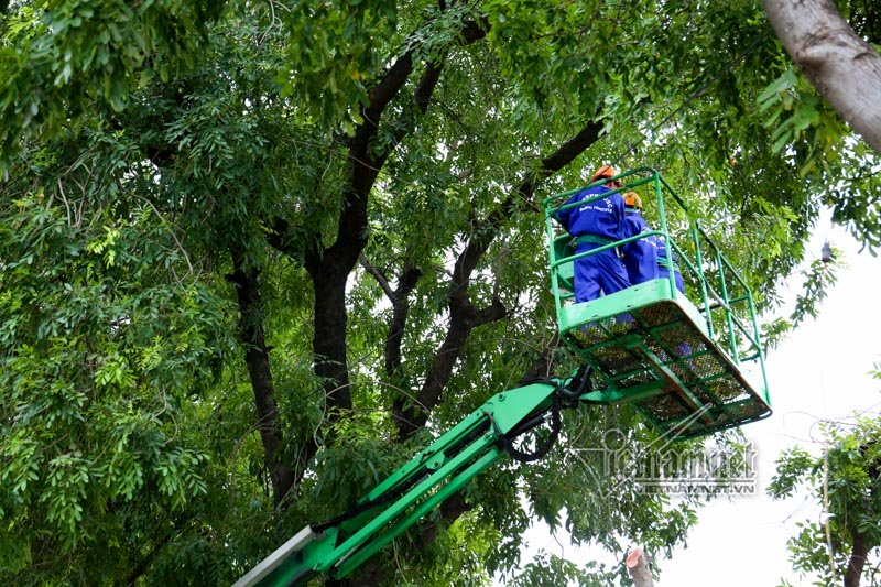 Hà Nội, cây xanh, chặt hạ cây, đường Phạm Văn Đồng, di dời cây xanh