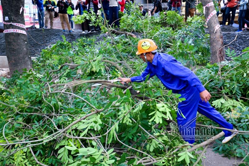 Hà Nội, cây xanh, chặt hạ cây, đường Phạm Văn Đồng, di dời cây xanh