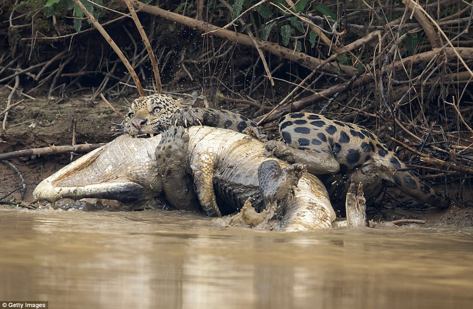 Wrestling match: The caiman thrashed around in the water in terror, trying to wriggle free of the jaguar's strong grip