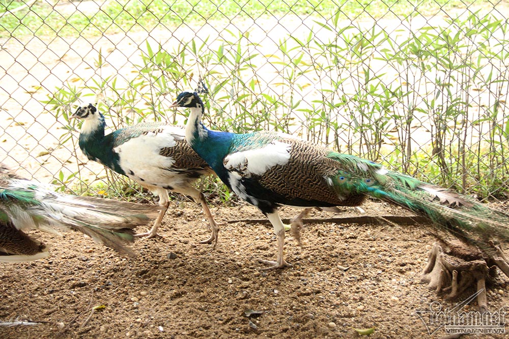 Trại Thanh Phong- Mr Phong 0917.10 99.10 chuyên cung cấp các loại chim trĩ,  chim công, gà đông tảo, gà đen indo, vịt uyên ương..