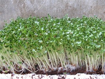 Cách trồng và bảo quản rau mầm