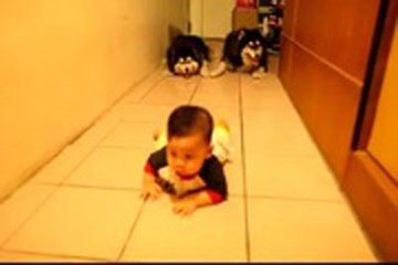 Bé đáng yêu thi bò cùng... hai chú chó