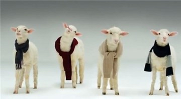 Clip vui: Jingle Bells phiên bản cừu