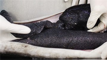 Nuôi cá tầm lấy trứng, nghề mới của nông dân Ba Lan