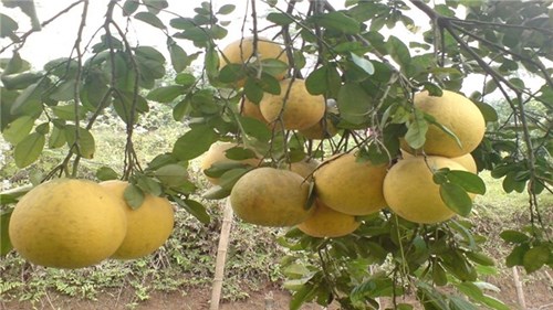 Bưởi Diễn, có tiền cũng không mua được hàng 