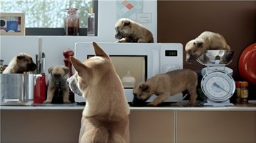 Tròn mắt với cuộc sống 'xa hoa' của gia đình...chó