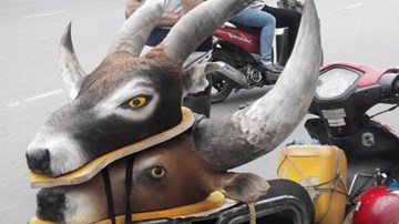 Sừng bò rừng, đầu sơn dương được bày bán công khai giữa phố?