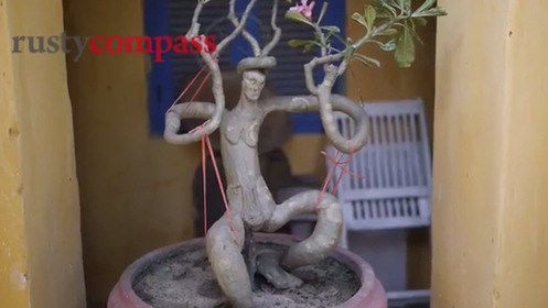 Vườn Bonsai nhỏ xinh ở nhà cổ Hội An 300 năm