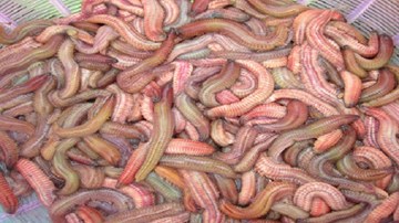 Nông dân Nghệ An trắng đêm vớt lộc trời