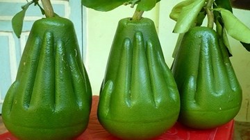 Ngắm các loại quả 