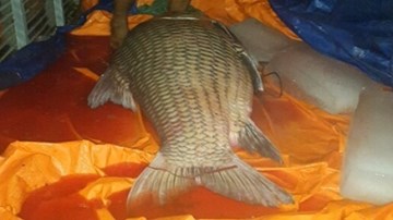 Lại bắt được cá hô 'khủng' nặng 110kg, dài 1,3 mét ở sông Hậu