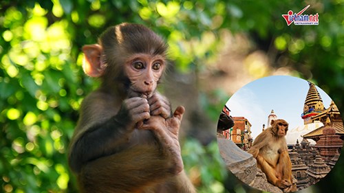 Swayambhunath - Ngôi chùa khỉ độc đáo nhất Nepal