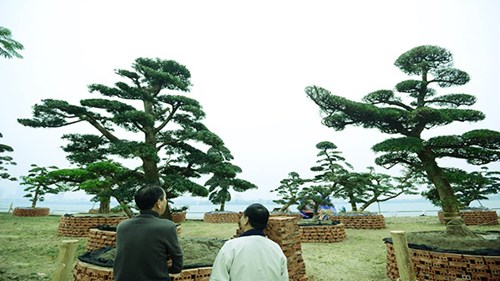 Vườn tùng trăm tuổi giá hàng chục tỷ giữa Hà Nội