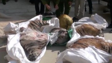 Hổ 3 tạ bị phanh thây giấu trong mùn cưa