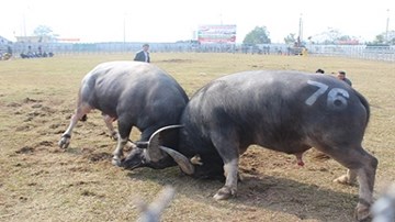 Những màn chọi trâu 