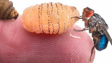 “Nổi da gà” xem ấu trùng ruồi chui ra từ da người