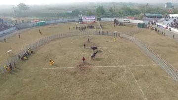 Chiêm ngưỡng lễ hội chọi trâu Phúc Thọ bằng góc máy trên cao
