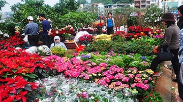 Hà Nội lập các điểm chợ hoa xuân phục vụ Tết Ất Mùi