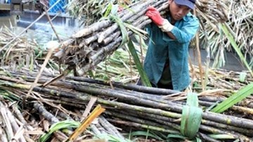 Hiệp hội mía đường phản ứng gay gắt với đề xuất nhập 50.000 tấn đường