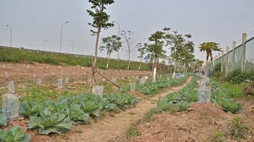 Biến dải phân cách đại lộ nghìn tỷ thành ruộng rau