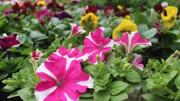 Phiên chợ Bưởi cuối năm người mua bán chen chúc