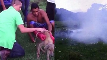 Phẫn nộ cảnh chú chó bị buộc pháo hoa vào thân và cho nổ tung